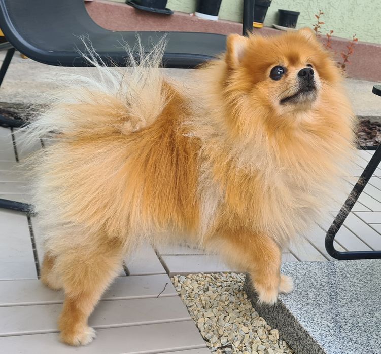 В’язка померанський шпіц