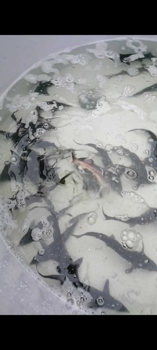 Продам осетрика для ставка