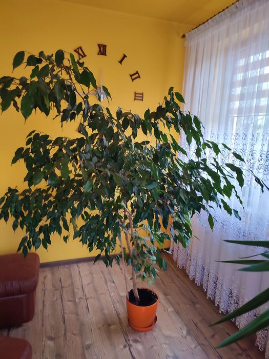 Kwiat Benjamin duży