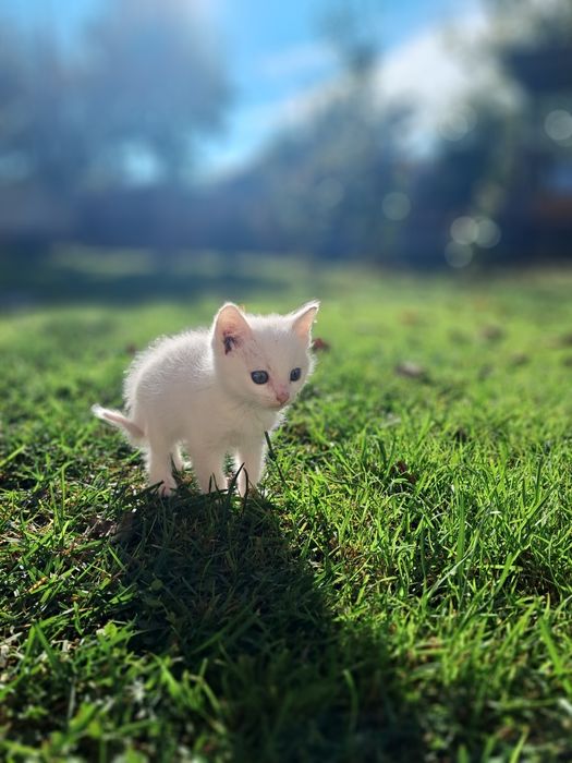 Кошеня в добрі руки