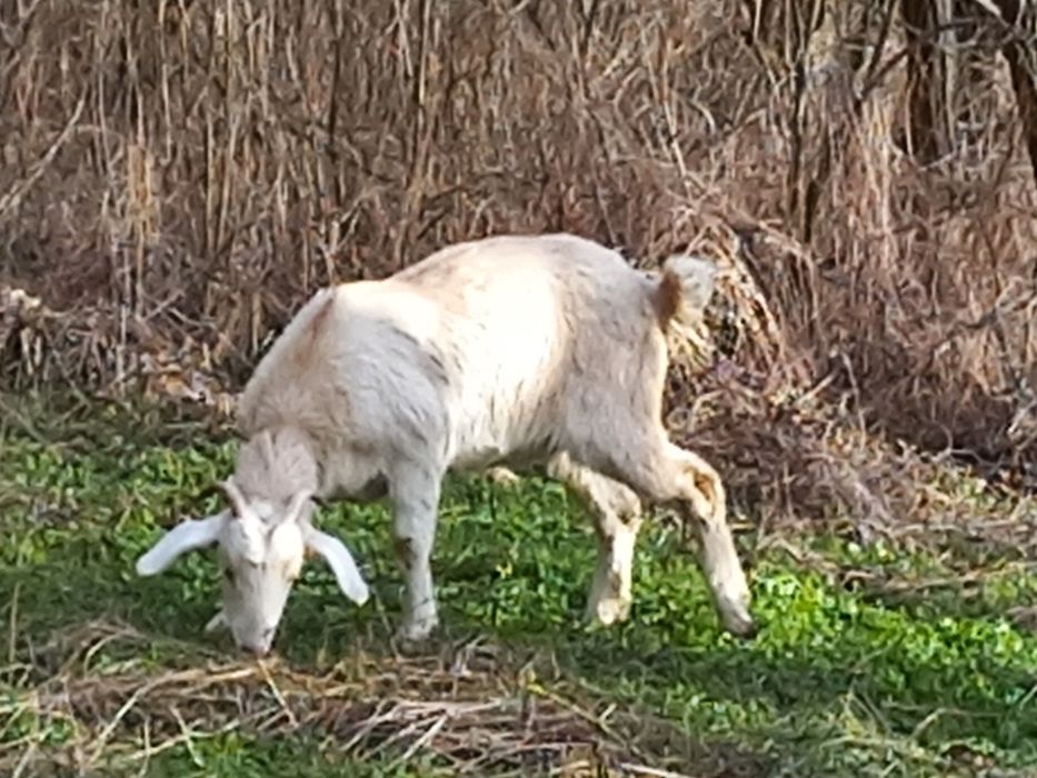 Продам Кози, Козли