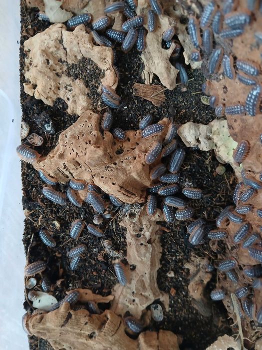 Isopody prosionki Armadillidium werneri 10 szt.