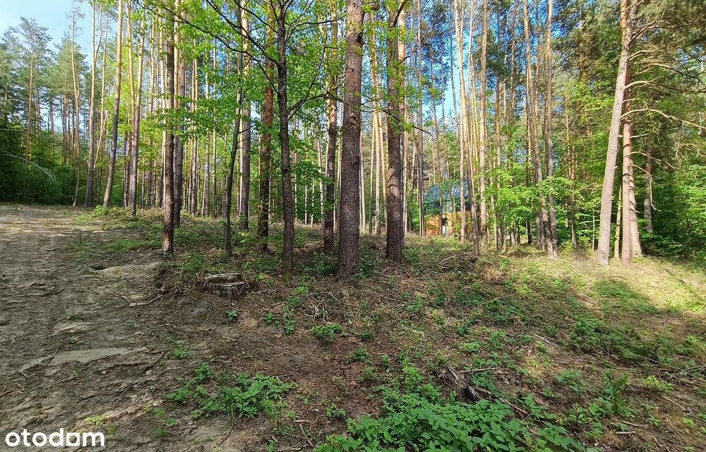 Działki budowlane wśród sosen | Grabnik k/Krasnobrodu | Roztocze