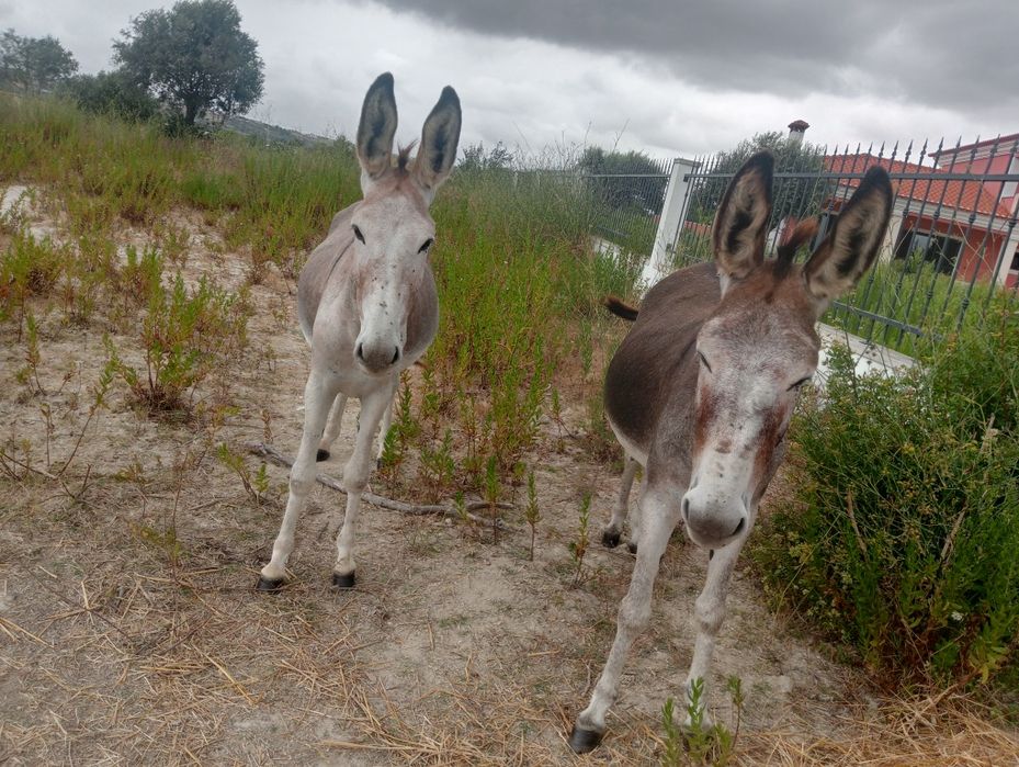 2 burrinhas para venda