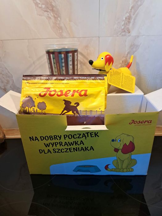 Cavalier king charles spaniel rubinowy.   REZERWACJA