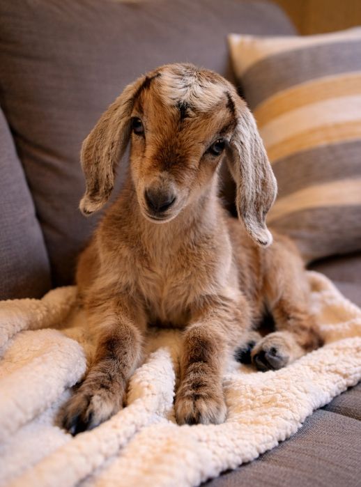 Хлопчик шукає гарем