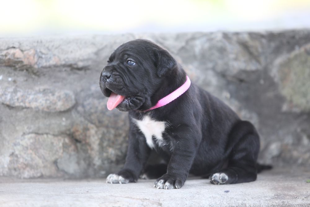 Девочка корсо_Ламба