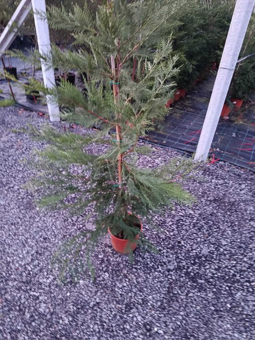 Cedros Leyland Cypress