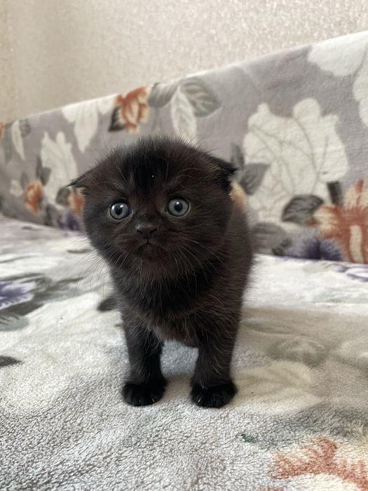 Шотландські кошенята