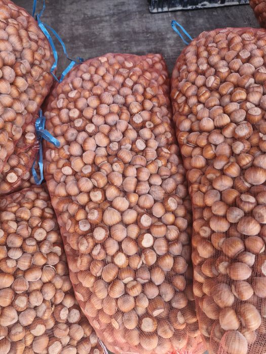 Фундук. Фісташки. . Горіх. Ліщина