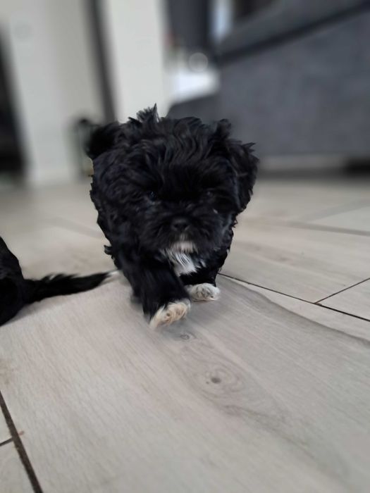Śliczny piesek rasy shih tzu