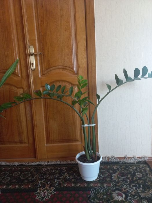 Вазон заміокулькас