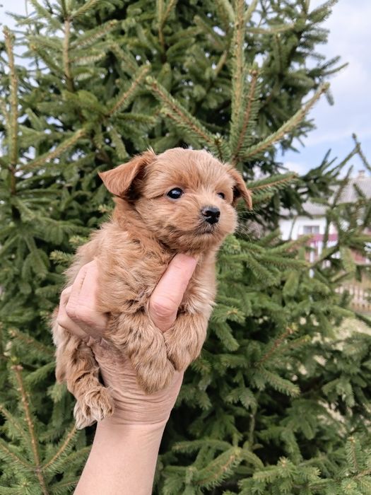 Мальтіпу 3 мальчіка і 1 девочкі