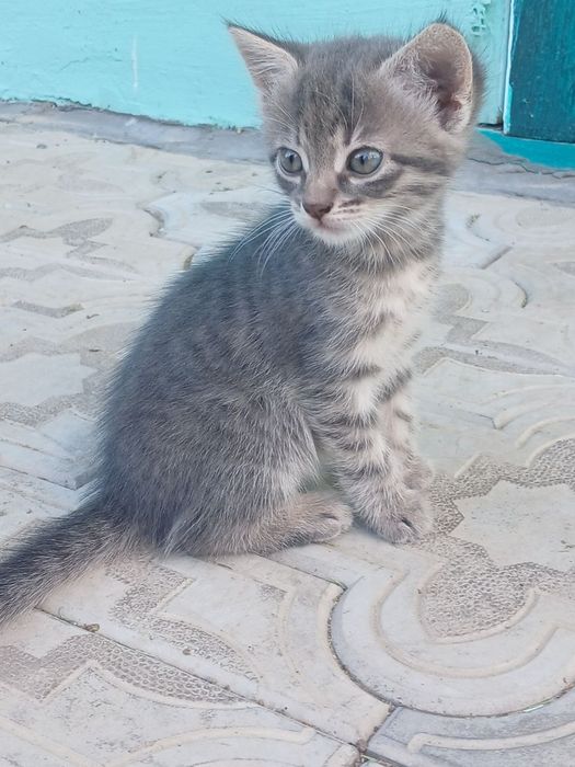 Віддам кошенят в добрі руки ( безкоштовно )