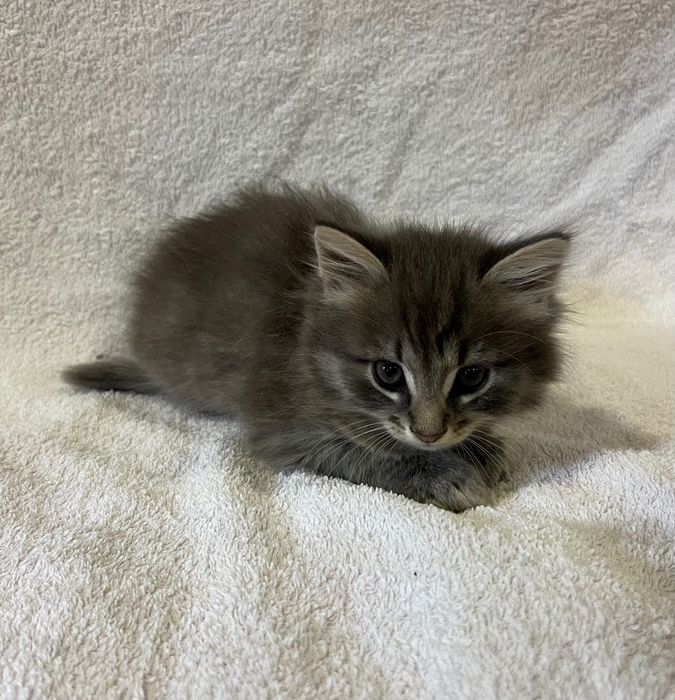 Кошенята хлопчики 1,5 місяці