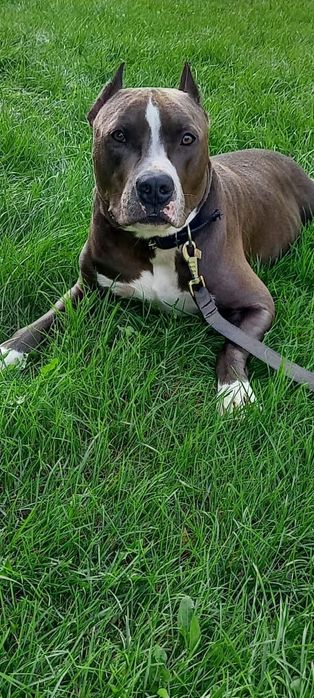 Щенки американского стафа.(вязка)