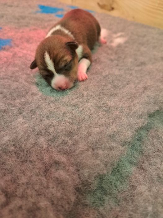 Basenji szczenię rudo-białe