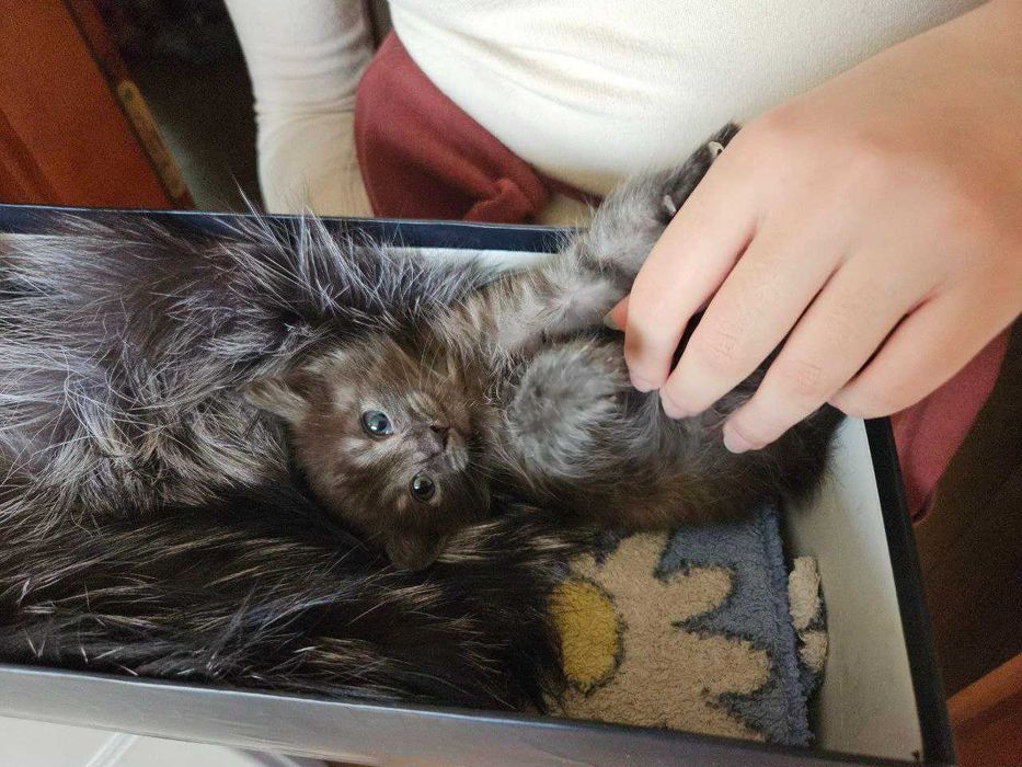 Кошеня, 1 місяць в добрі руки