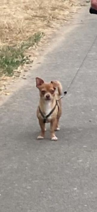 В’язка чихуахуа (19.11.2021р.н.)