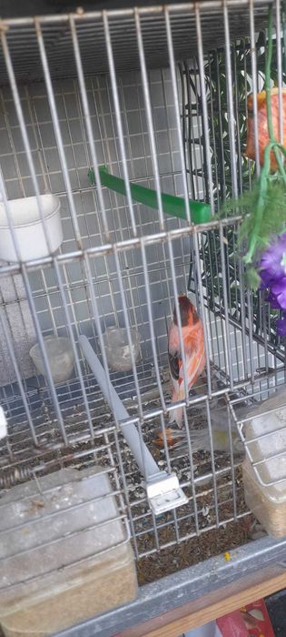 Vendo casal canários