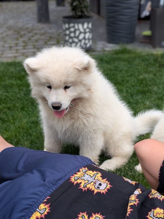 Śliczny Samoyed samiec
