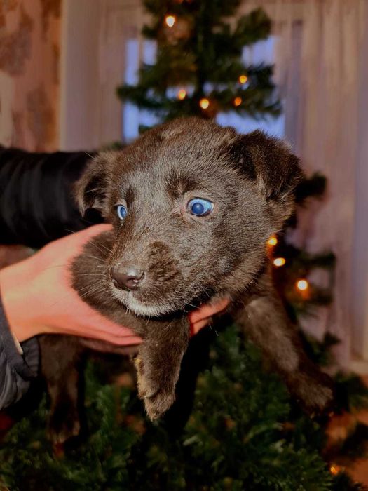 Віддам песиків в добрі руки.