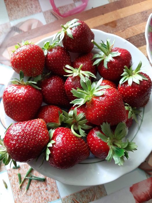 Саджанці полуниці Бріла