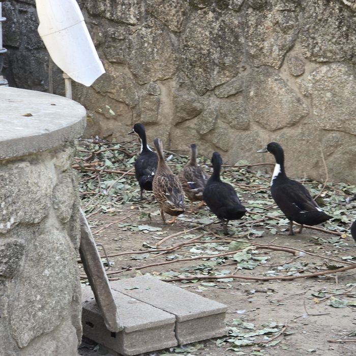 patos mudos (viana do castelo)
