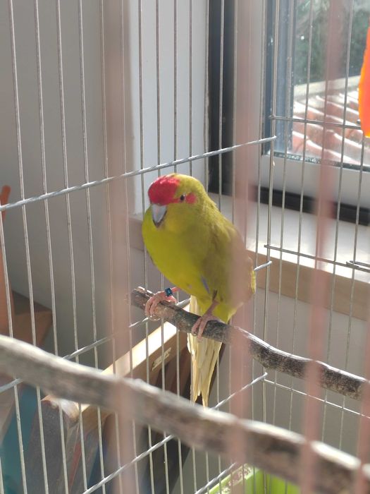 Kākāriki macho e Gaiola