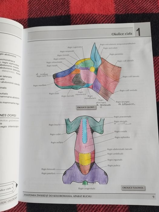Anatomia zwierząt do kolorowania