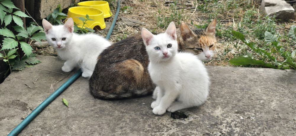 Котята в добрые и заботливые руки! БЕСПЛАТНО