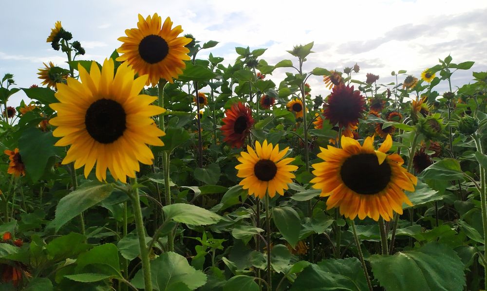 NASIONA Słonecznik ozdobny