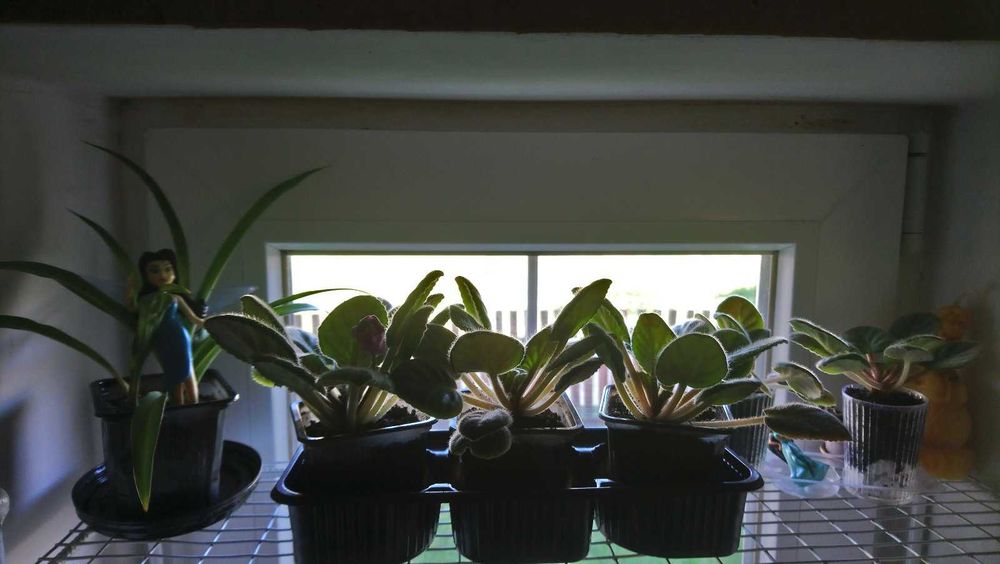 Фіалки в горщиках