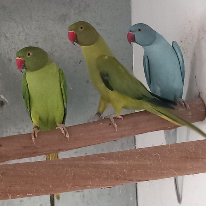 Ring necks / Alexandrinos