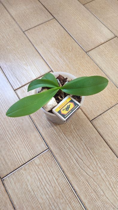 Орхідея маленька потребує нового господаря