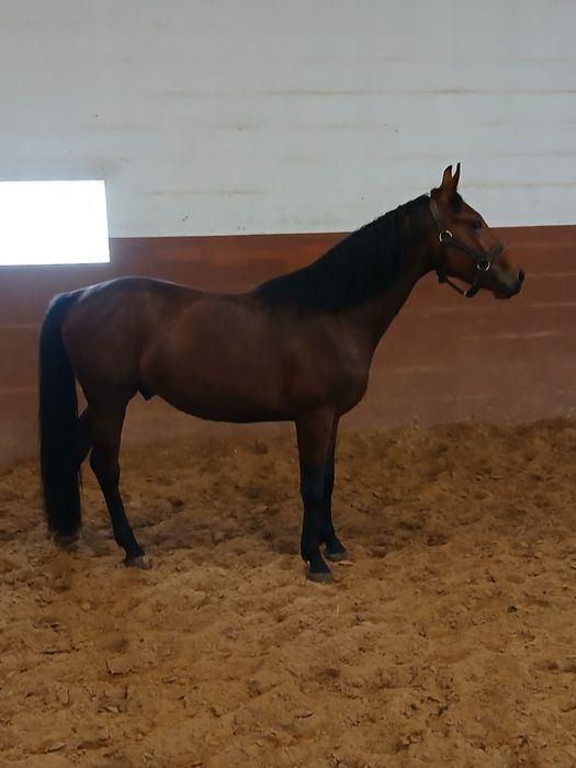 Ogier 03.2023 170cm