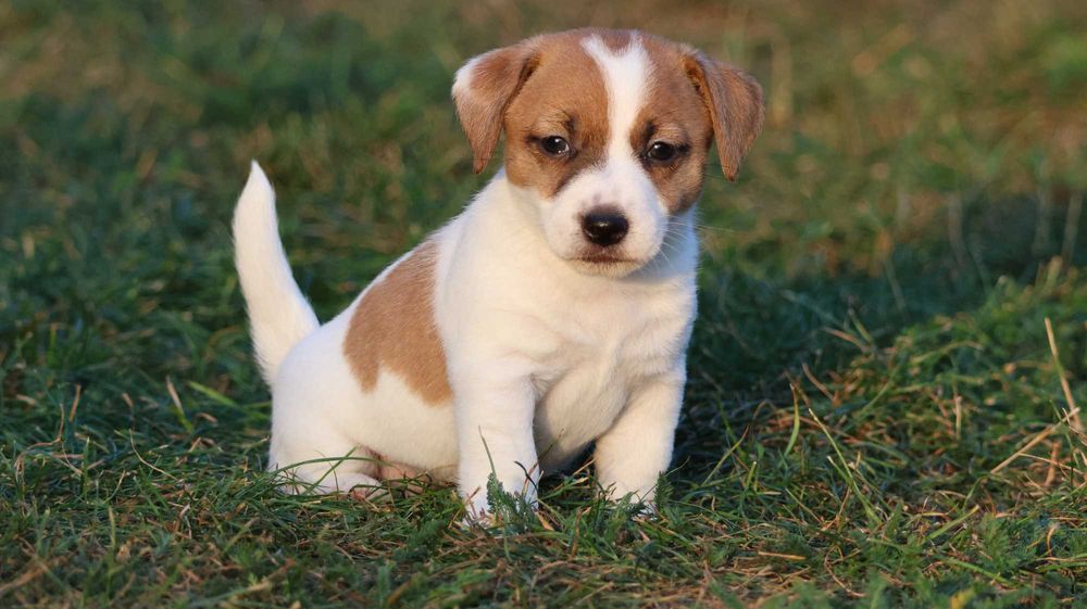 ZAPOWIEDŹ Suczka Jack Russell Terrier  "BREFIO" / bad. genetyczne