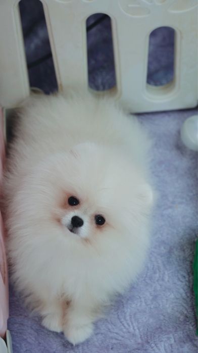 Urocza suczka Pomeranian – mały diament o wielkim sercu