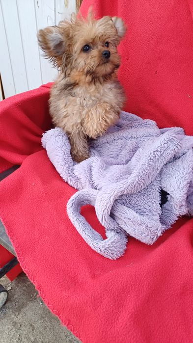 Міні хлопчик -йоркширський тер'єр.