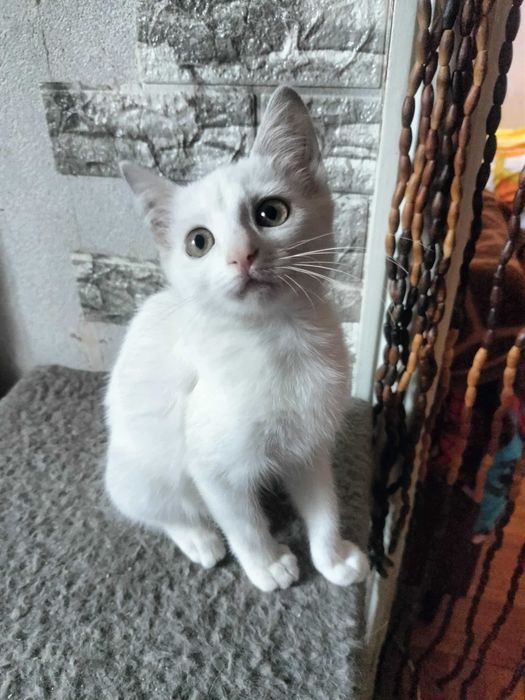 Віддам кошеня хлопчик 3.5м