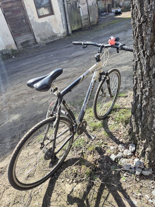 Rower gazella rama L