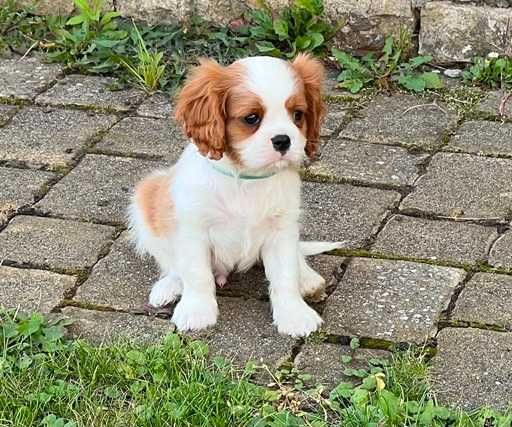 Piesek ZKwP - Cavalier King Charles Spaniel