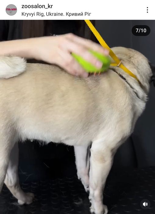 Курсы груминга  ! Базовый курс с нуля . НОВЫЙ СТАРТ 10.01