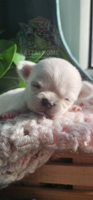 Chihuahua Mini dziewczynka suczka MIMI