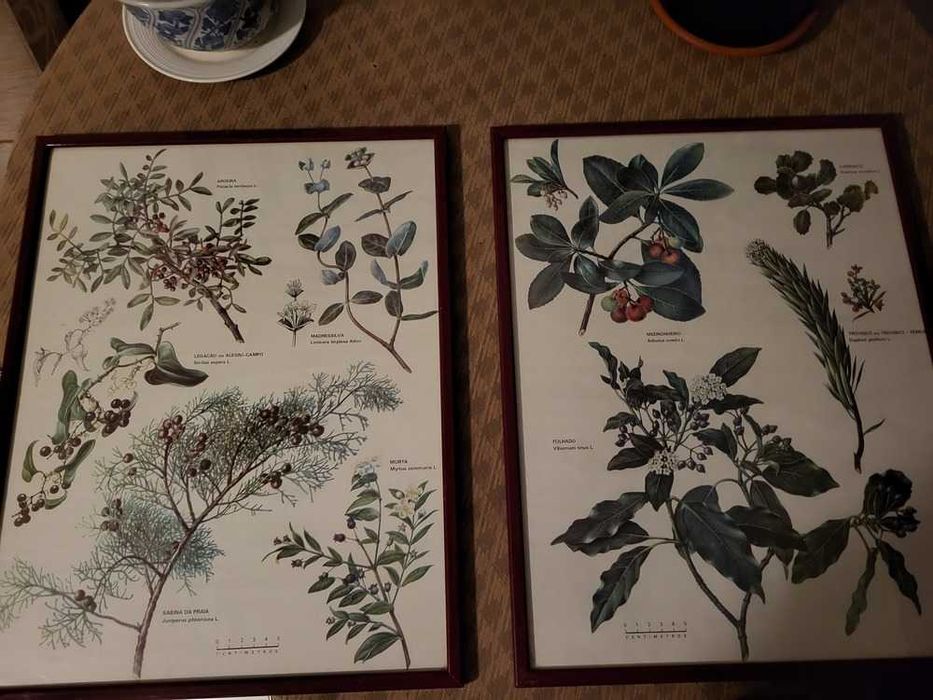 Quadros de Plantas64376356143874120