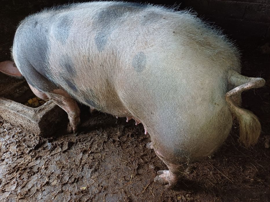 Porca pietran caseira