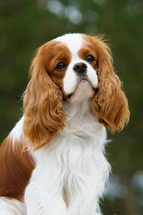 Cocker spaniel  do rezerwacji
