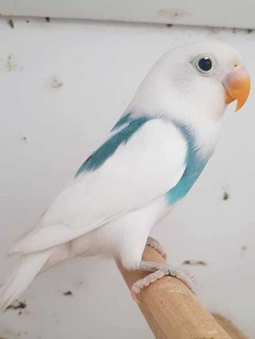 Vendo ficher e personatas