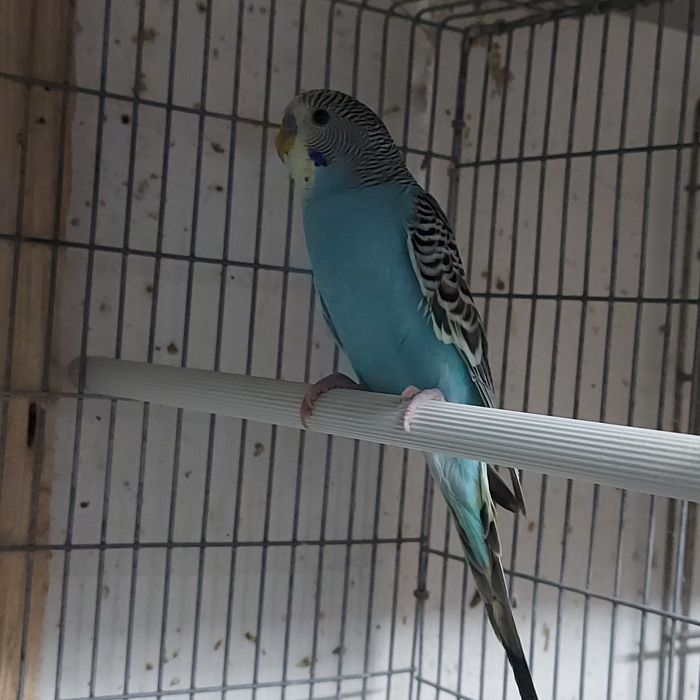 Periquitos Ondulados