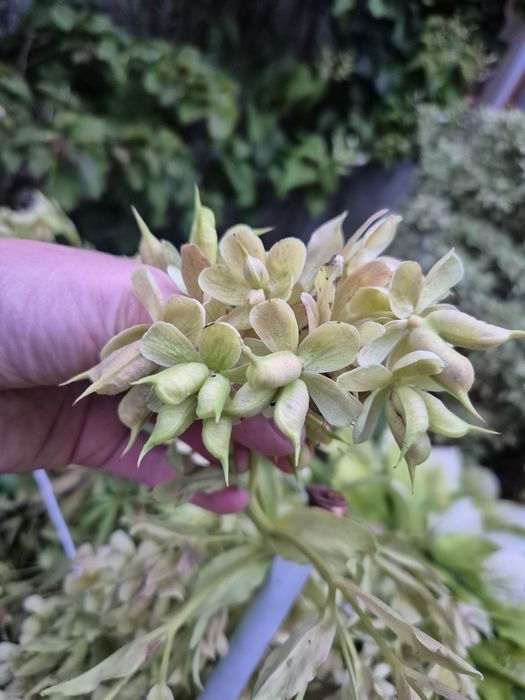 Ciemienik sadzonki 15cm 2x,